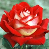 Нью фэшн_0x160 Любимый сад